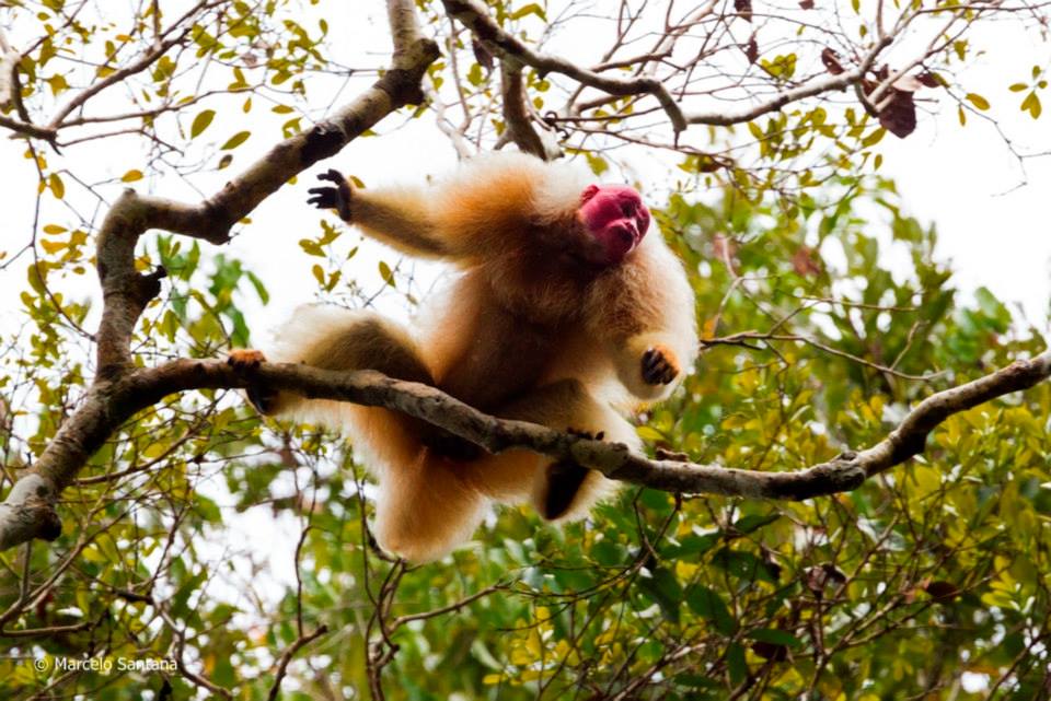 Uakari monkey 6.jpg